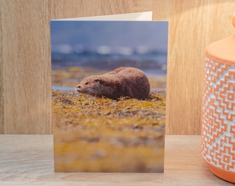 Napping Otter Greetings Card. Otter Card, Otter Greetings Card, Wildlife Card, Nature Card, Otter, Wildlife, Greetings Card