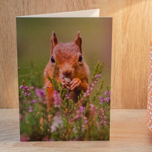 Ritratto di scoiattolo rosso, biglietto di auguri, scoiattolo rosso, biglietto di scoiattolo rosso, foto di scoiattolo rosso, biglietto fotografico, biglietto vuoto, biglietto di auguri, fauna selvatica