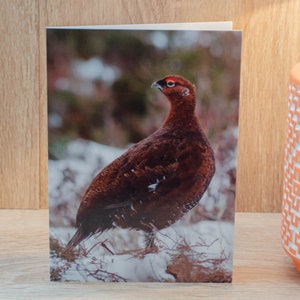 Biglietto d'auguri per il gallo cedrone nella neve. Biglietto per gallo cedrone, biglietto per gallo cedrone, biglietto per uccelli, biglietto per fauna selvatica, biglietto di auguri, biglietto vuoto, biglietto di Natale