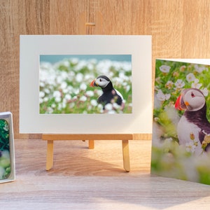Puffin Fotografie Geschenkset inklusive Untersetzer, Karte und montierten Druck (200mm x 150mm). Wildtier Fotografie Geschenkset, Vogelfotografie