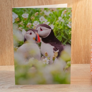 Biglietto di auguri con coppia di pulcinelle di mare. Biglietto con fauna selvatica, biglietto con uccelli, biglietto con pulcinella di mare, biglietto di auguri, foto di pulcinella di mare, biglietto vuoto, biglietto di compleanno, biglietto con animali