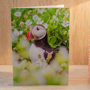 Carte de voeux macareux. Carte animalier, carte oiseau, carte macareux, carte de voeux, carte vierge, photo animalière, photo macareux, photo de Northumberland