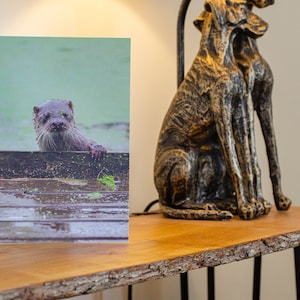 Otter Emering from the Water Grußkarte. Otter, Otter Karte, Wildtierkarte, Grußkarte, Naturkarte, Grußkarte, Tierkarte