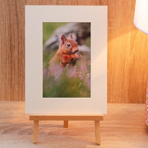 Red Squirrel Sideways Pose Print (200mm x 150mm). Red Squirrel Photo, Red Squirrel Print, Red Squirrel Photography, Wildlife Photo,