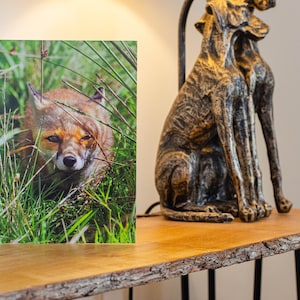 Carte de voeux de renard roux. Carte renard roux, impression renard roux, carte de la faune, carte de voeux, carte vierge, carte renard, renard, photo renard, photo renard