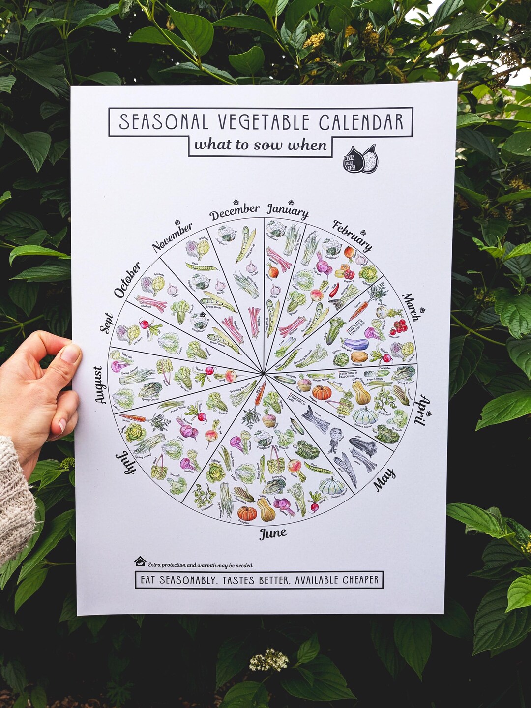 UK Seasonal Vegetable Sowing Calendar/ Chart- A Guide for Novice and ...