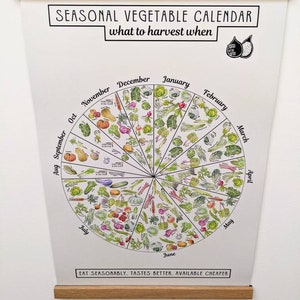 Seasonal Vegetable Harvesting Calendar Chart- An A3 Print on 100% recycled carbon balance paper