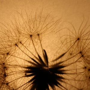 Lampe mit gepresster Riesen-Pusteblume, Lamp with Pressed Giant Dandelion image 9