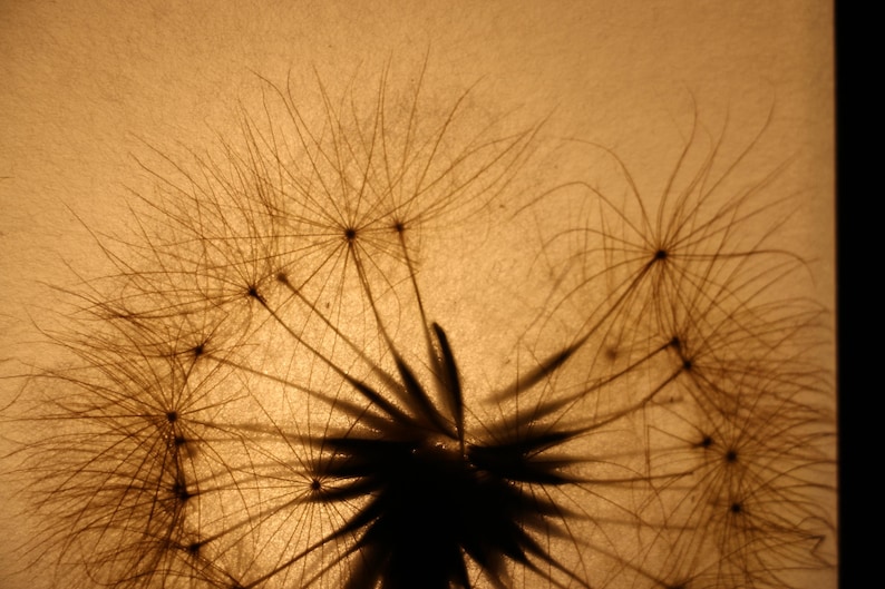 Lampe mit gepresster Riesen-Pusteblume, Lamp with Pressed Giant Dandelion image 9