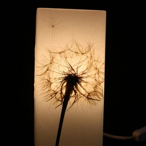 Lampe mit gepresster Riesen-Pusteblume, Lamp with Pressed Giant Dandelion image 5