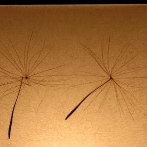 Lampe mit gepresster Riesen-Pusteblume, Lamp with Pressed Giant Dandelion image 10