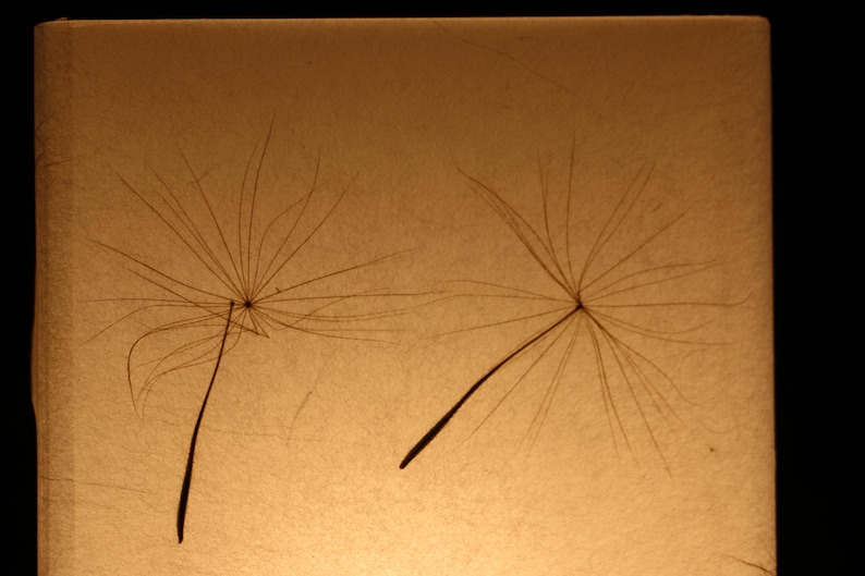 Lampe mit gepresster Riesen-Pusteblume, Lamp with Pressed Giant Dandelion image 10