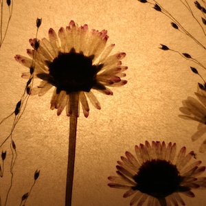 Lampe mit gepressten Gänseblümchen und Fontänengras, Lamp with pressed daisies image 10