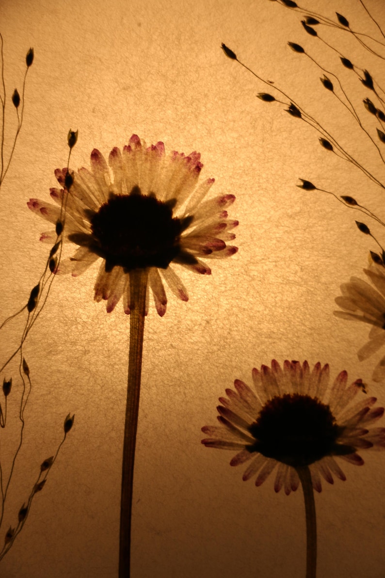 Lampe mit gepressten Gänseblümchen und Fontänengras, Lamp with pressed daisies image 10