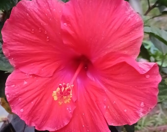 Fleur d'hibiscus rouge