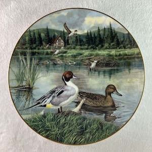 Living With Nature - Jerner&#39;s Ducks - The Northern Pintail