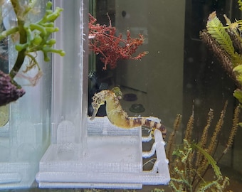 Seahorse Feeder