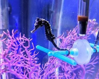 Seahorse Hitching Posts Perch Fish Tank Decor for Aquariums Terrariums pack of 2 Etsy