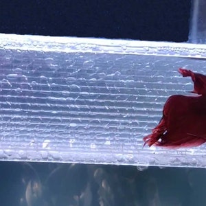 11 colors SeeShelter® Betta Tunnel Gemstone Clear