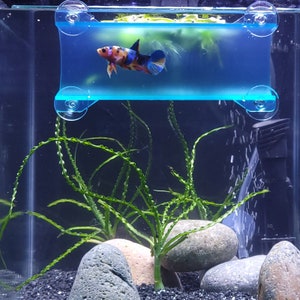 SeeShelter® Brand Betta Tunnel - Original "Naturals" Collection - 12 Colors!- Fish Tank Decor for Aquariums & Terrariums