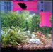 LIMITED EDITION - Electric Pink! SeeShelter Betta Tunnel -'Gemstone Collection' - Fish Tank Decor for Aquariums & Terrariums 