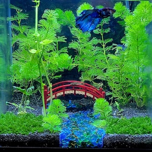 GRAVEL DIVIDER - SeeScape ™ Stream - Fisch Tank Dekor für Aquarien & Terrarien