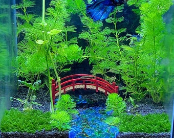 SeeScape™ - "Stream" - Glass gravel, divider, and bridge decor kit  -  Fish Tank Decor for Aquariums & Terrariums