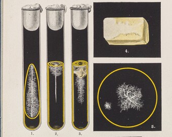 Antique Bacteriology print of bacillus Pied de Madura Farcin Du boeuf 1898 Colour lithograph print size ca.9,5x6,1 Microorganism.