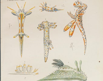 10.4x6.6 historical item Antique print of Crustaceans from 1865 antique colour lithograph print size ca