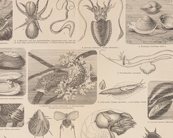 10.4x6.6 historical item Antique print of Crustaceans from 1865 antique colour lithograph print size ca