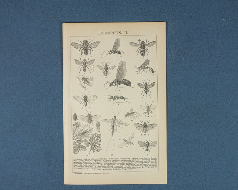 Antique print set of Insects 1896 colour lithograph print size ca 9,8x6,1 decoration item