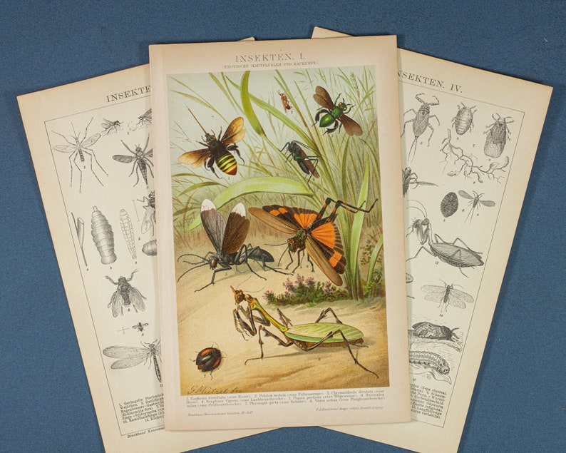 Antique print set of Insects 1896 colour lithograph print size ca 9,8x6,1 decoration item