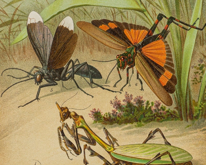 Antique print set of Insects 1896 colour lithograph print size ca 9,8x6,1 decoration item