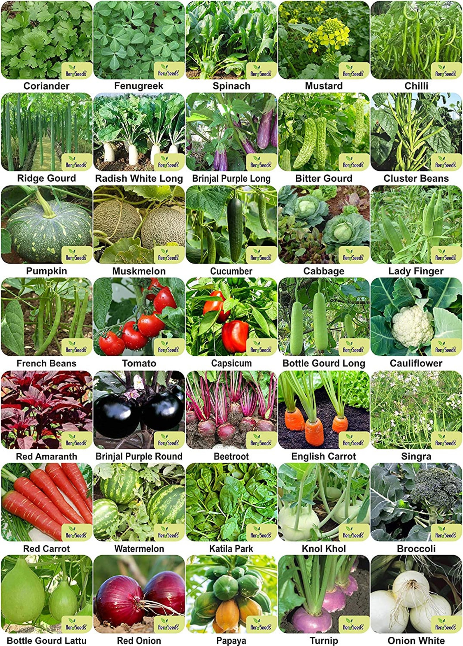 100 Pure Organic Indian Vegetable Seeds Bank for Home Garden Etsy