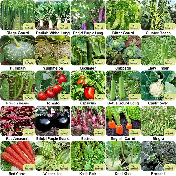 100% pure biologische Indiase groentezadenbank voor thuis tuin 35 variëteiten - 2170+ zaden gratis verzending