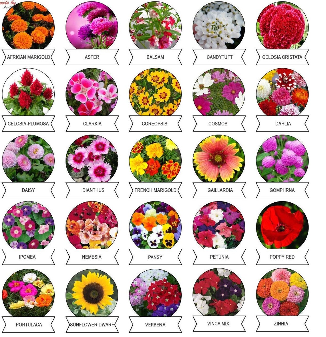 100 Pure Indian Organic Seeds Varieties of Summer Flower Etsy