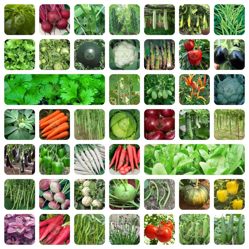 100/% Pure Organic 45 Variety of Vegetable Seeds with Instruction Manual Free Shipping
