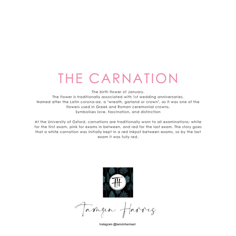 Carnation Card Birthday Flower card-january Birthday image 2