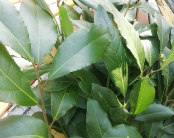 bay leaf varicoza)
