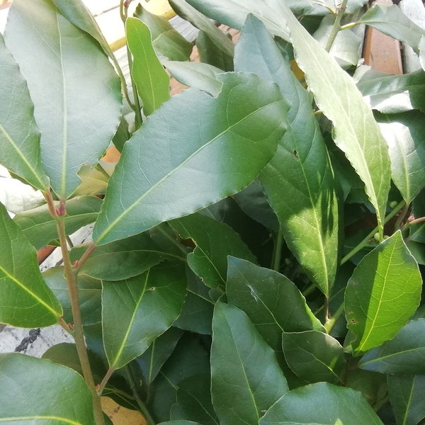 Feuilles de laurier fraiche origine France- Organic  leaves hight quality - Laurus nobilis