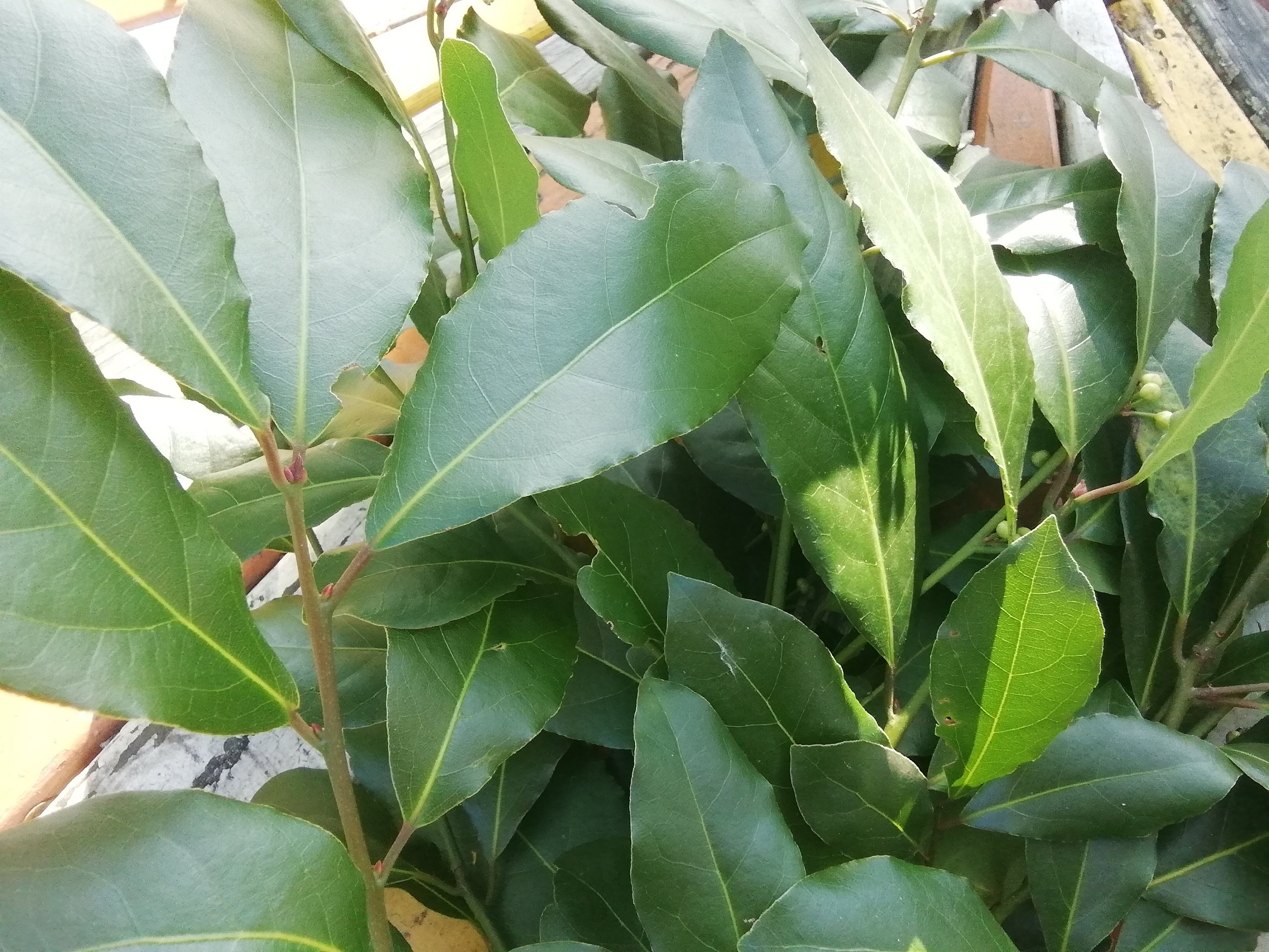 Feuilles de Laurier Fraiche Origine France- Organic Leaves Hight Quality - Laurus Nobilis