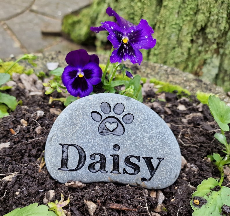 Op de afbeelding: Een grijze steen met een pootprint en het woord "Daisy" erop gegraveerd. De steen is omringd door paarse bloemen en groen gebladerte.