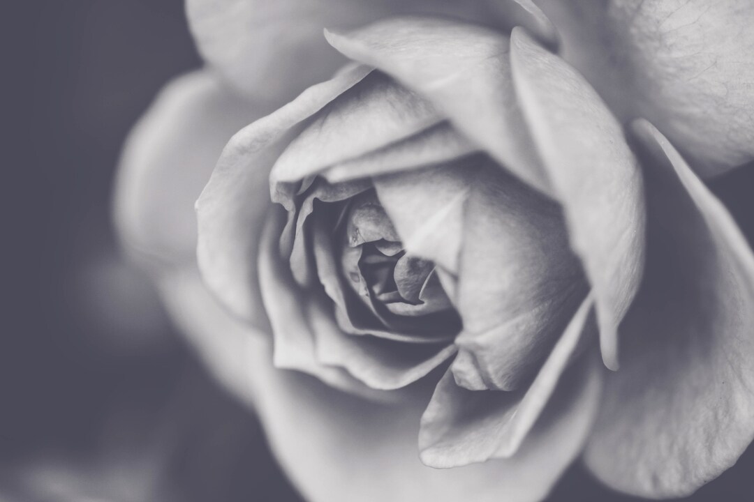 roshes black and white