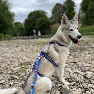 Padded lurcher harness sales