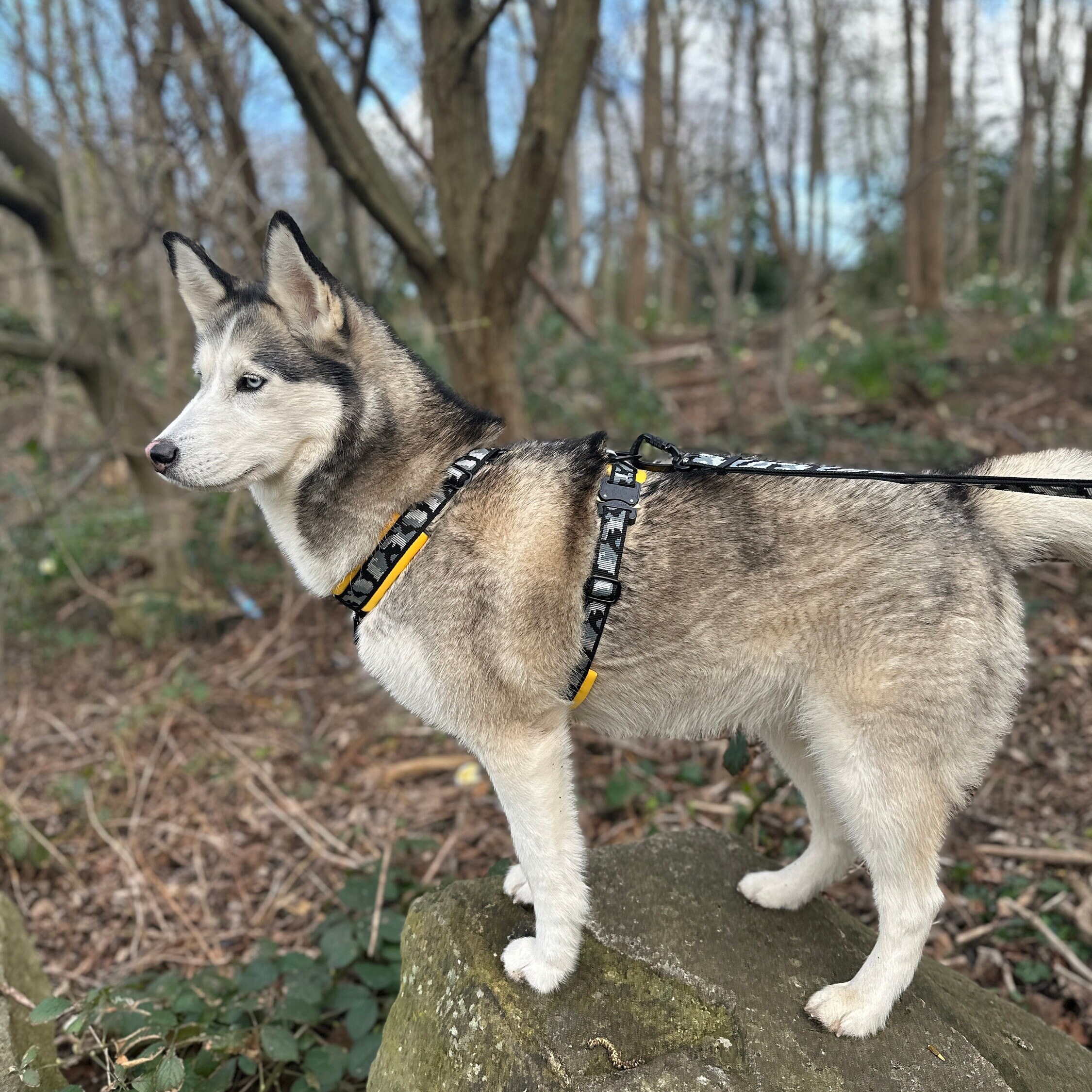 Dog belt for german shepherd hot sale