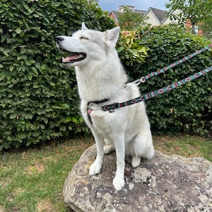 Op de afbeelding: Een vrolijke, lichtgrijze en witte Siberische Husky zit buiten op een grote rots. De hond draagt een zwart tuigje en een riem met patroon. Groen gebladerte en huizen zijn op de achtergrond.