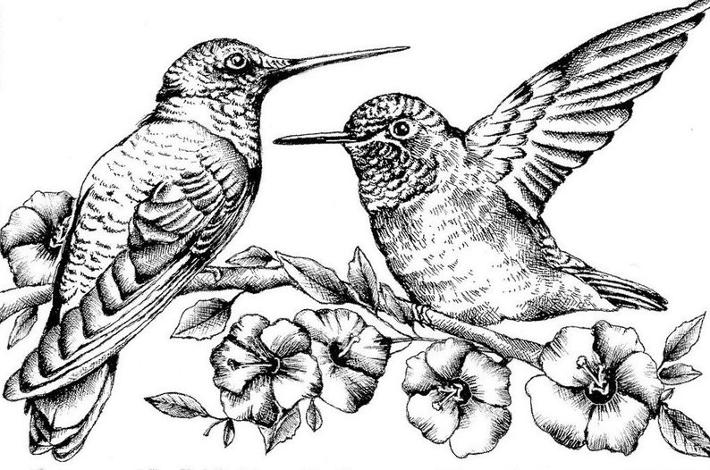Hummingbirds amongst blossoms