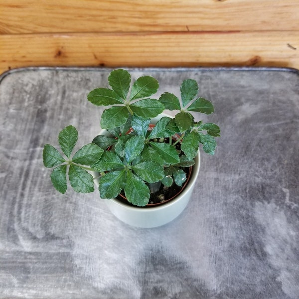 Parthenocissus Sugar Vine, 2" Plant