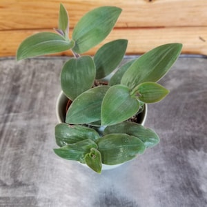 Tradescantia Baby Bunny Bellies 2&quot; Plant