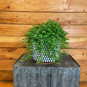 Pilea Green Baby Tears, 6&quot; Plant